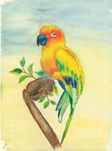 A Colorful Parrot in Oil Pastels – Anu Jain