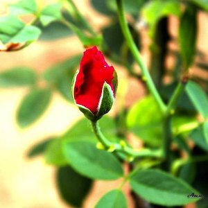 Red Rose bud